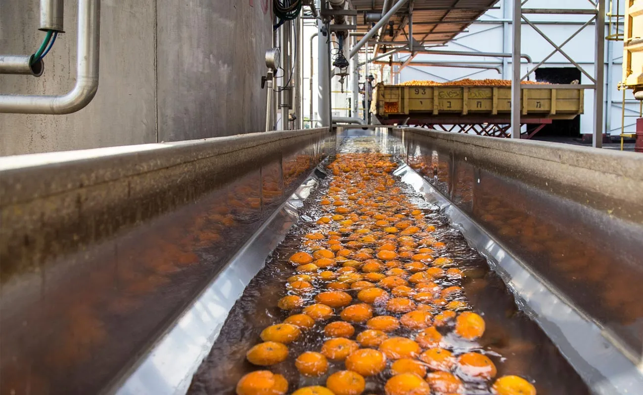 fruits going through a washer