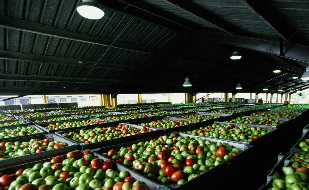 processed fruits ready for export
